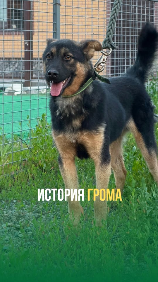 Гром — ветцентр «Багира»